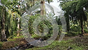 wild macarange gigantea trees growing within the bushy meadow.