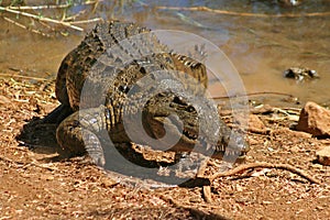 Wild Madagascar crocodile