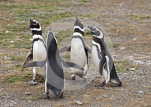 Wild Magellanic Penguins