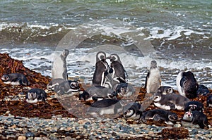 Wild magellanic penguins