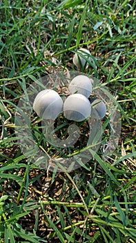 Wild Magic mushrooms live in west west nusa tenggara