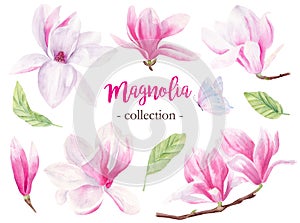 Wild magnolia hand drawn watercolor raster illustrations set