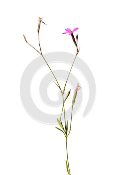 Wild Maiden Pink flower isolated on white