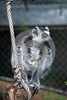 wild maki catta lemur standing on tree branch