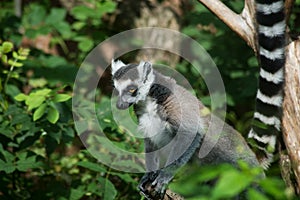 wild maki catta lemur standing on tree branch