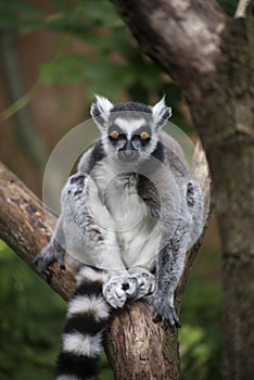 Wild maki catta lemur standing on tree branch