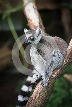 wild maki catta lemur standing on tree branch