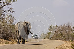 Wild male african bush elephant walking on the road in Kruger park