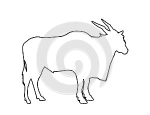 Wild male antelope vector isolated on white background. Common eland line contour, or Southern eland, or Eland antelope.