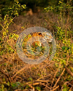 wild male bengal tiger or panthera tigris stalking his prey in golden hour winter evening light at grassland of dhikala zone of