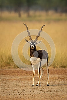 Wild male blackbuck or antilope cervicapra or indian antelope with long horn head on portrait or closeup in grassland of velavadar