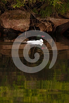 Wild Male Common Merganser Swimming By Shore