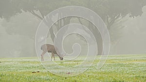 Wild male deer with antlers horns grazing, green lawn grass. Foggy forest trees.