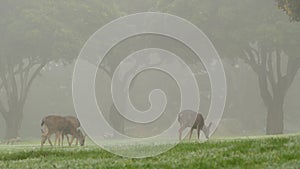 Wild male deer with antlers horns grazing, green lawn grass. Foggy forest trees.