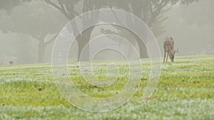Wild male deer with antlers horns grazing, green lawn grass. Foggy forest trees.