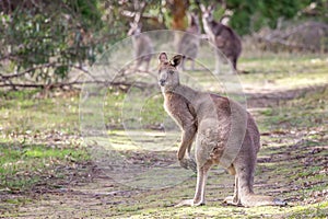 Wild Male Eastern Grey Kangaroo, Woodlands Historic Park, Victoria, Australia, June 2019