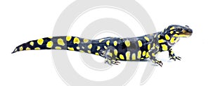 Wild male Eastern tiger salamander - Ambystoma tigrinum tigrinum - black and bright lemon yellow spots blotches with head up.