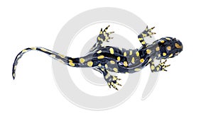 Wild male Eastern tiger salamander - Ambystoma tigrinum tigrinum - black and bright lemon yellow spots blotches with head up.