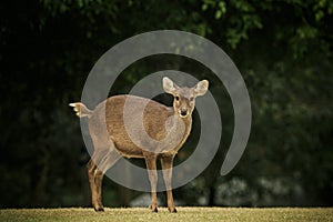 Wild male eld`s deer, thamin, brow-antlered deer in field photo