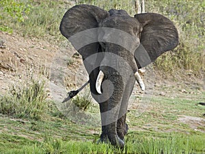 Wild male elephant in the bush, Kruger, South Africa