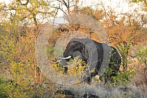 Wild male elephant in the bush, Kruger, South Africa
