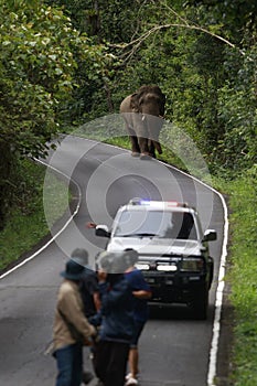 wild male elephant with ivory on road in khao yai national park ,khaoyai national park is one of most important natural sanctuary