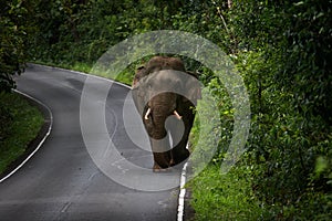 wild male elephant with ivory on road in khao yai national park ,khaoyai national park is one of most important natural sanctuary