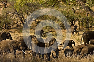 Wild male elephants in the bush, Kruger, South Africa