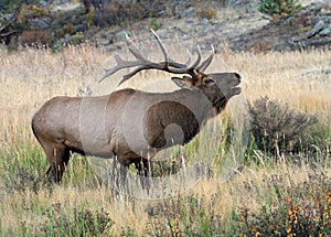 Wild male elk photo