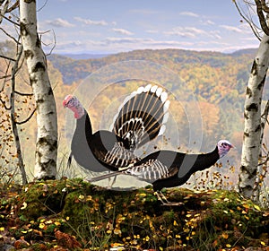 Wild male and female Turkey in full breeding plumage in autumn, during Indian Summer, 3d render illustration