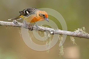 Flame-colored Tanager