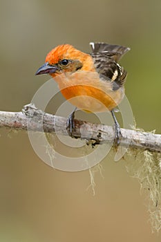 Flame-colored Tanager