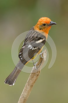 Flame-colored Tanager