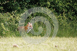 A wild male fox looks cautiously out of the bushes