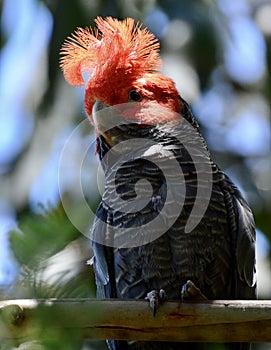 A wild male `gang gang cockatoo` showing off his crest