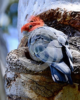 A wild male gang gang cockatoo tending to his nest in Australia