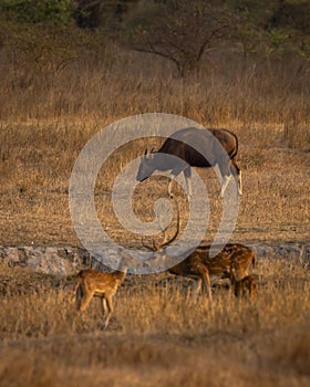 wild male Gaur or Indian Bison or bos gaurus a danger animal or beast with blurred spotted deer or chital axis deer in foreground