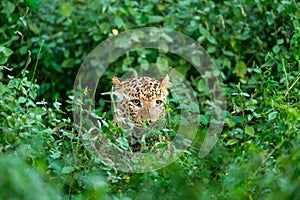 wild male leopard or panther or panthera pardus face closeup and peekaboo moment behind trees and leaves in natural monsoon green