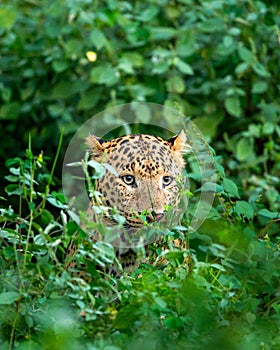 wild male leopard or panther or panthera pardus face closeup and peekaboo moment behind trees and leaves in natural monsoon green