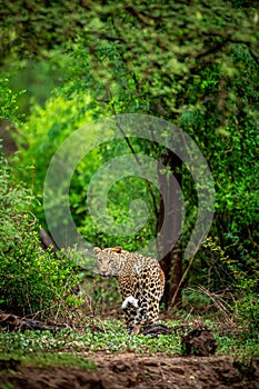 Wild male leopard or panther or panthera pardus fusca with eye contact walking in natural scenic green background in monsoon