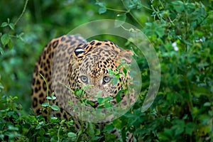 wild male leopard or panther or panthera pardus fusca face closeup in natural monsoon green season during outdoor jungle safari at