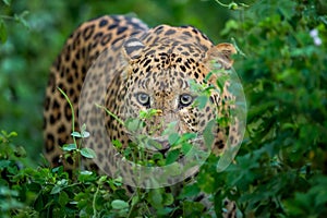 wild male leopard or panther or panthera pardus fusca face closeup in natural monsoon green season during outdoor jungle safari at