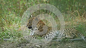 Wild male leopard or panther portrait or close up shot in natural monsoon green forest of central india - panthera pardus fusca