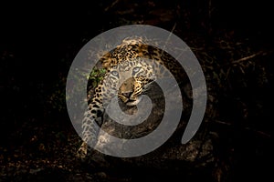 Wild male leopard or panther resting on big rock in isolated black background in forest of central india - panthera pardus fusca