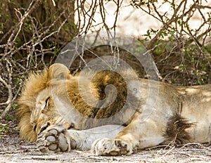 Wild male lion having a nap in savannah, in Kruger park