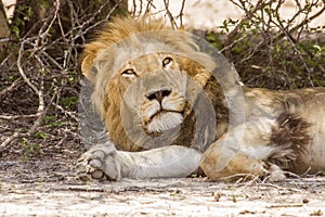 Wild male lion having a nap in savannah, in Kruger park