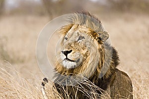 Wild male lion , Kruger National park, South Africa