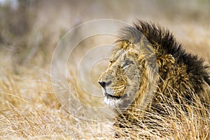 Wild male lion in Kruger National park, South Africa