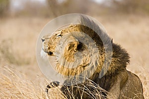 Wild male lion , Kruger National park, South Africa