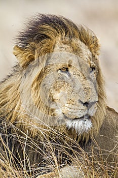 Wild male lion in Kruger Park, South Africa